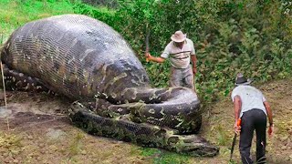 Lo Que Encontraron Dentro De Esta Serpiente Conmocionó Al Mundo Entero [upl. by Thorley489]