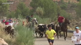 Encierros en Liétor para despedir las fiestas  Ancha es CastillaLa Mancha [upl. by Anaela107]