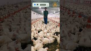 Broiler Chicken 🍗 🐓 chicken poultryfarming broiler shorts youtubeshorts viralshorts viral [upl. by Zicarelli]