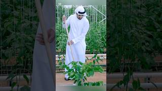 Dubai Crown Prince Sheikh Hamdan amp Dubai Ruler Sheikh Mohammed making green 💚🍏 [upl. by Nikolai]