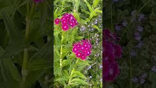 Sweet William Flowers in Bloom Grown with Dollar Tree Wild Flower Sunny Seed blend [upl. by Norry243]