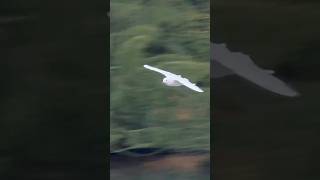 Black Headed Gull Flies Past Camera And Then Lands On Duck Pond  Thornes Park birds avian nature [upl. by Anniahs]