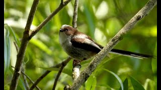 Mlynařík dlouhoocasý Longtailed Tit Schwanzmeise Staartmees Длиннохвостая синица Raniuszek [upl. by Rhoda]