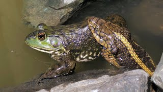 Battle for the Delta  Native Thamnophis Gigas vs Bullfrog  2019 [upl. by Thomajan]