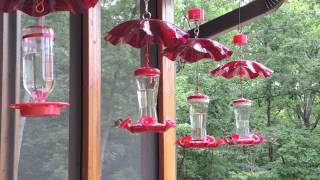 Rubythroated Hummingbirds Feeding  Archilochus colubris [upl. by Jared383]