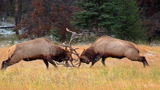 Largest Bull Meets His Match during the Elk Rut [upl. by Wetzel148]