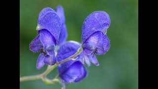 Amazing Blue Monkshood [upl. by Afirahs]