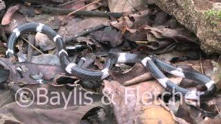 Sri Lankan Krait Sri Lanka 20110207092242mp4 [upl. by Niboc]