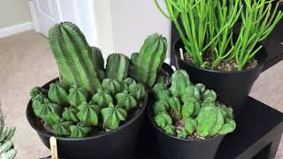 Tips For Care of Euphorbias And Update Of My Euphorbia Collection February 2018 [upl. by Victorie]