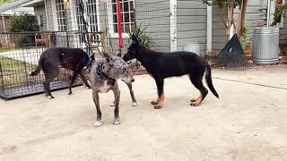 Puppy socializing and leash work with my pack [upl. by Behlke942]