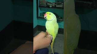 Parrot chirping sound 🥰🦜😱🎉shorts mummy popat pets ringneckparrot mitthu parrot [upl. by Nycila]