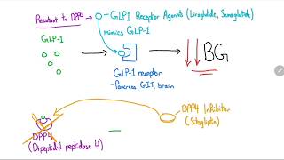 GLP1 Receptor Agonists and DPP4 Inhibitors Explained in 4 Minutes [upl. by Parker282]