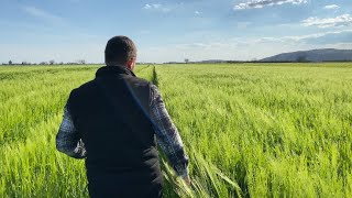 Tarlada İzi Olmayanın Harmanda Yüzü Olmaz  Doğru Uygulama Kazandırır  Arpa Kontrolü🌾 buğday [upl. by Aztinaj]