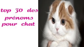 top 30 des prénoms pour chat [upl. by Bodnar192]