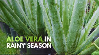 How To Take Care of Aloe vera During The Rainy Season [upl. by Odnomyar35]