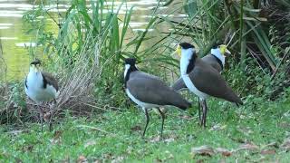 Masked Lapwing 26 [upl. by Areemas]