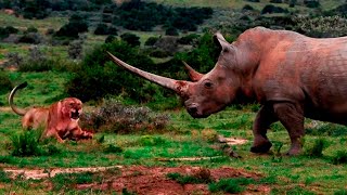 El poder del Rinoceronte  Rinoceronte vs león búfalo elefante [upl. by Aksehcnarf]