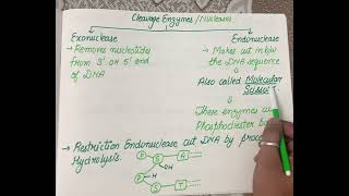 Endonuclease and Exonuclease  how restriction enzymes make cut [upl. by Gefell]