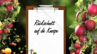 Obstbaumschnitt Der Kurs Theorie Kap 9 Rückschnitt auf die Knospe [upl. by Elyag329]