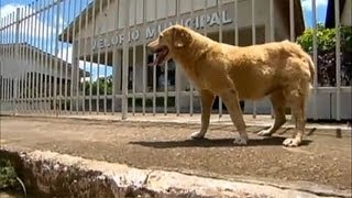 O que houve com a cadela que prevê a morte Veja no Balanço Geral SP [upl. by Llig518]