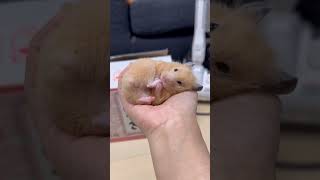 Hamster SelfScratch Too Cute to Handle hamsters 倉鼠 [upl. by Enomrej]