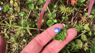 How to identify and use Speedwell [upl. by Jed]