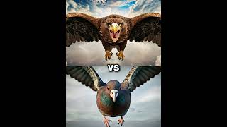 Eagle vs Vultures vs  falcon crow owl seagull Duck toucan bird Macow pigeon [upl. by Marlie903]