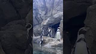 Humboldt Penguins Return to Indoor Habitat in Penguin Plunge [upl. by Adnawyek137]