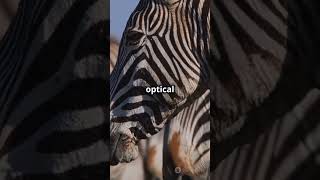 Unveiling the Secrets of Zebra Stripes [upl. by Len185]