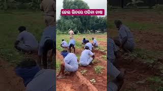 Farming video odia  Pariba chasa odisha [upl. by Towers]