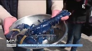 Un Homard Bleu une pêche miraculeuse [upl. by Enahsed]