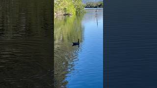 🦆 Cauquenes Chloephaga Rubidiceps Swiming In Lago Guillelmo 🇦🇷 [upl. by Nohtiek]