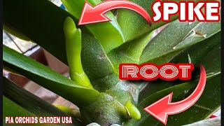 How To Identify Phalaenopsis Orchids Spike vs Root [upl. by Arondel]