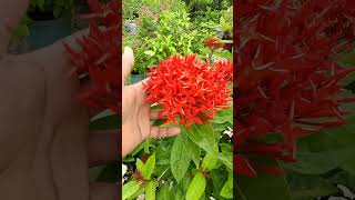 ixora plant careixora flower ixoraplant miniatureixorayoutubeshorts [upl. by Anircam989]