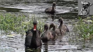 BLACK SWAN Family with 4 Cygnets swimming at Ecolake Singapore Botanic Gardens [upl. by Hyo339]