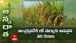 Kharif Paddy Varieties For AP  ETV [upl. by Jess177]