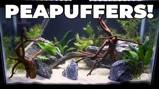 Aquascaping My New 10 Gallon Pea Puffer Tank [upl. by Callie]