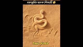 Alert 🚨 মরুভূমির ঘাতক শিকারী সাপ 😲 ।। Sand Viper mayajaalbangla shortsviral shortsvideo facts [upl. by Ative]