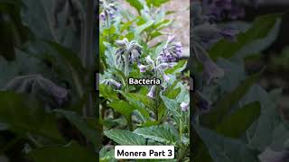 The MoneraLife Beyond the Microscope part 3 monera neet [upl. by Ryle]