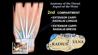 Anatomy Of The Dorsal Aspect Of The Wrist  Everything You Need To Know  Dr Nabil Ebraheim [upl. by Gannes]