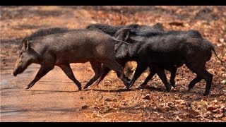 Wild Boar Mating  Tadoba [upl. by Anoid]