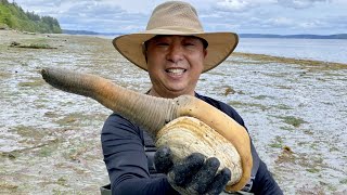 Geoduck Digging in Puget Sound 挖象拔蚌  And Horse Clam Butter Clam Cockles Purple Varnish [upl. by Hereld]