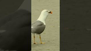 Seagull Eats Duckling Tufted Duck Bird Species [upl. by Lambrecht]