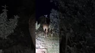 Night trail giraffes animals wildlife [upl. by Eelitan594]