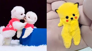 Cute Pomeranian Puppies Doing Funny Things 3  Cute and Funny Dogs  Mini Pom [upl. by Lynnea989]