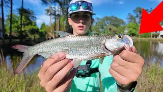 Exploring Hidden Ponds Fishing for Tarpon in Georgia [upl. by Chrysa154]