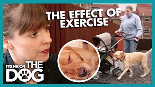 The Effect Exercise Has On A Dogs Behaviour  Its Me or the Dog [upl. by Terag]