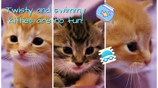 Helping Kittens with Twisted Leg  Swimmers Syndrome  Information and Physical Therapy [upl. by Ennayr]