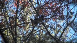 Virginia National Forest Grouse Footage [upl. by Arracat]