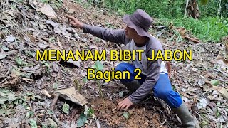 MEMBUKA LAHAN MENANAM BIBIT JABON  Anthocephalus Cadamba Miq  Bagian 2 [upl. by Kere]